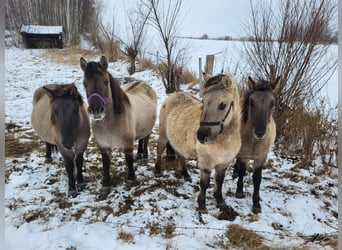 Konik, Mare, 2 years, 13,2 hh, Grey