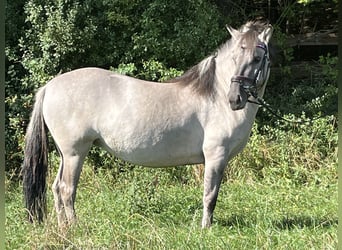 Konik, Mare, 3 years, 12,2 hh, Grullo