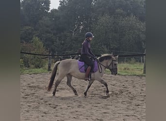 Konik Mix, Mare, 3 years, 12,2 hh, Dun