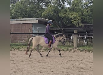 Konik Mix, Mare, 3 years, 12,2 hh, Dun