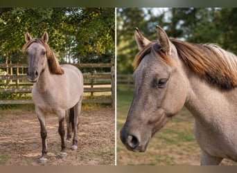 Konik, Mare, 3 years, 13 hh, Dun