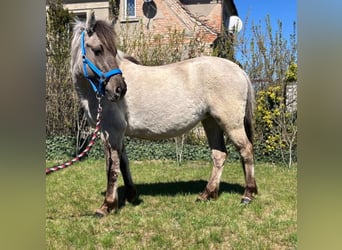 Konik, Mare, 4 years, 13.1 hh, Dun