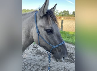 Konik, Mare, 4 years, 13,1 hh, Dun