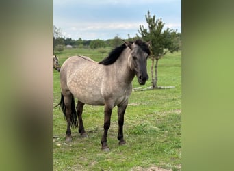 Konik, Mare, 4 years, 13,1 hh, Grey