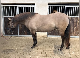 Konik, Mare, 4 years, 14,1 hh, Dun