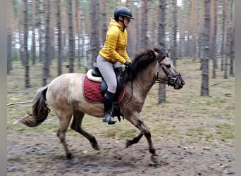 Konik, Mare, 5 years, 13.3 hh, Dun