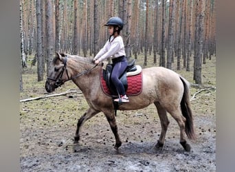 Konik, Mare, 5 years, 13.3 hh, Dun