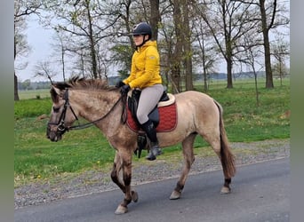 Konik, Mare, 5 years, 13.3 hh, Dun