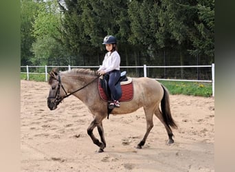 Konik, Mare, 5 years, 13.3 hh, Dun