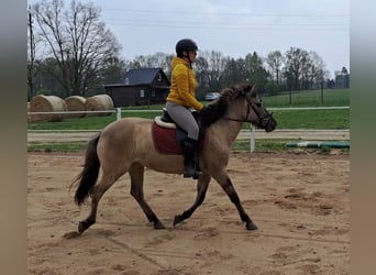 Konik, Mare, 5 years, 13.3 hh, Dun
