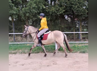 Konik, Mare, 5 years, 13.3 hh, Dun