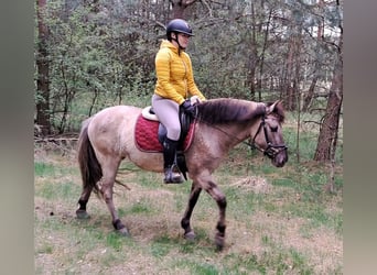 Konik, Mare, 5 years, 13.3 hh, Dun