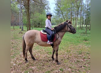 Konik, Mare, 5 years, 13.3 hh, Dun