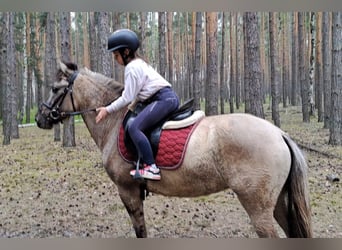 Konik, Mare, 5 years, 13.3 hh, Dun