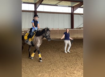 Konik, Mare, 6 years, 13.1 hh, Dun Konik, Mare, 6 years, 13.1 hh, Dun