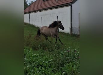 Konik, Mare, 6 years, 13.2 hh, Dun