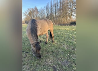 Konik Mix, Mare, 6 years, 13,3 hh, Buckskin