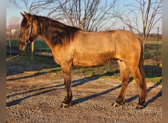 Konik Mix, Mare, 6 years, 13,3 hh, Buckskin