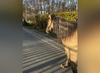 Konik Mix, Mare, 6 years, 13,3 hh, Buckskin