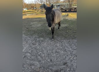 Konik Mix, Mare, 6 years, 13,3 hh, Buckskin