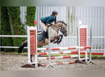 Konik, Mare, 6 years, 13.3 hh, Dun
