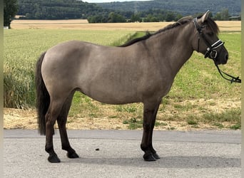 Konik Mix, Mare, 6 years, 13 hh, Dun