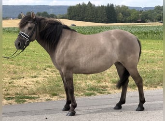 Konik Mix, Mare, 6 years, 13 hh, Dun