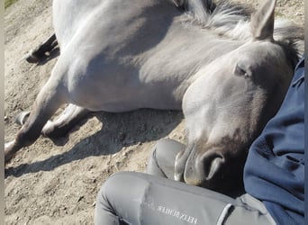 Konik, Mare, 6 years, 13,2 hh, Dun