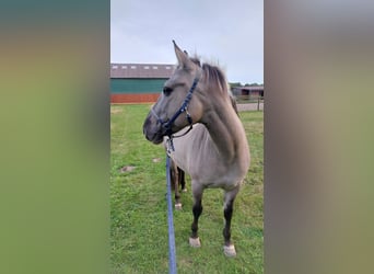 Konik, Mare, 6 years, 13,2 hh, Grullo