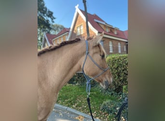 Konik, Mare, 6 years, 14.1 hh, Dun