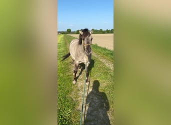 Konik, Mare, 7 years, 12,2 hh