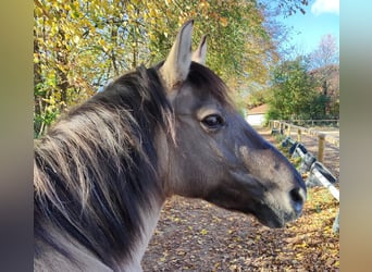 Konik, Mare, 7 years, 13.1 hh, Dun