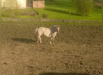 Konik, Mare, 7 years, 13.3 hh, Dun