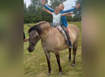 Konik, Mare, 8 years, 13,2 hh