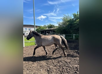 Konik, Mare, 9 years, 13.1 hh, Grullo
