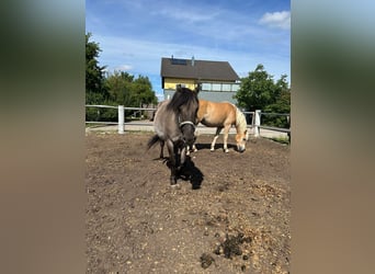 Konik, Mare, 9 years, 13.1 hh, Grullo