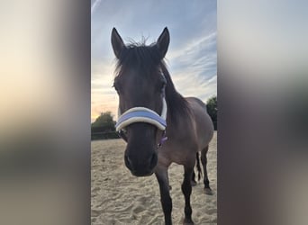 Konik, Mare, 9 years, 13,2 hh, Dun