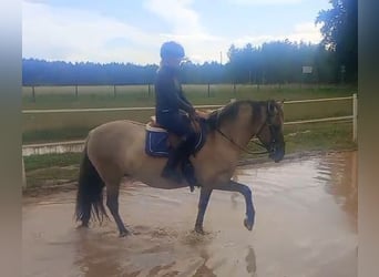 Konik, Mare, 9 years, 14 hh, Dun