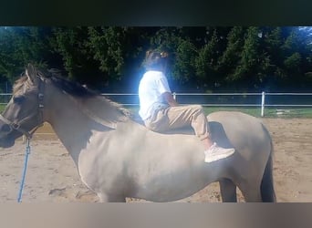 Konik, Mare, 9 years, 14 hh, Dun