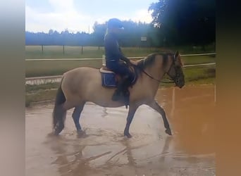 Konik, Mare, 9 years, 14 hh, Dun