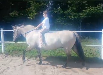 Konik, Mare, 9 years, 14 hh, Dun