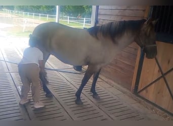 Konik, Mare, 9 years, 14 hh, Dun