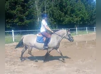 Konik, Mare, 9 years, 14 hh, Dun