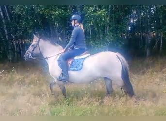 Konik, Mare, 9 years, 14 hh, Dun