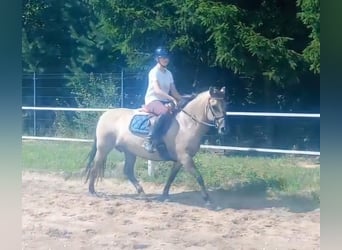 Konik, Mare, 9 years, 14 hh, Dun