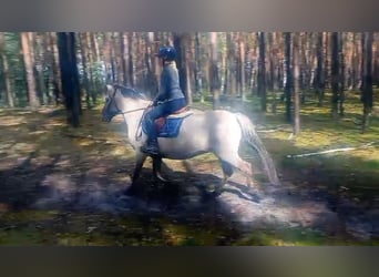 Konik, Mare, 9 years, 14 hh, Dun