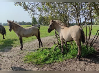 Konik, Mare, Foal (03/2024), 13,1 hh, Red Dun