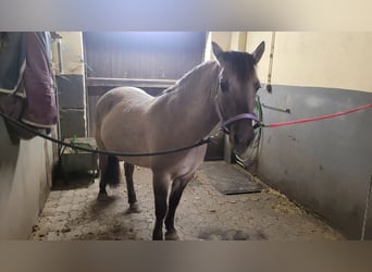 Konik, Merrie, 10 Jaar, 137 cm, Falbe