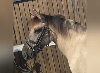 Konik, Merrie, 11 Jaar, 135 cm, Falbe