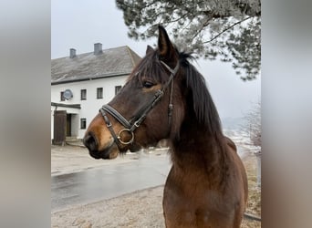 Konik, Merrie, 11 Jaar, 140 cm, Falbe